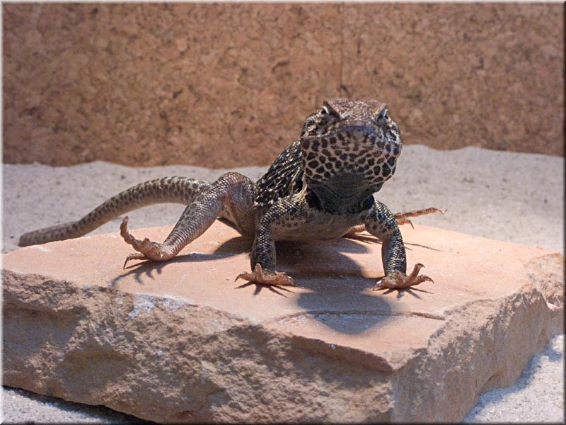halsbandleguan_3726.jpg