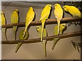 Wellensittiche_3685.jpg