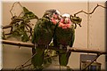 _MG_6856.jpg