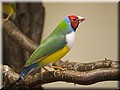 gould_6814.jpg