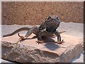 halsbandleguan_3726.jpg
