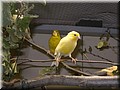 kanarien_3705.jpg