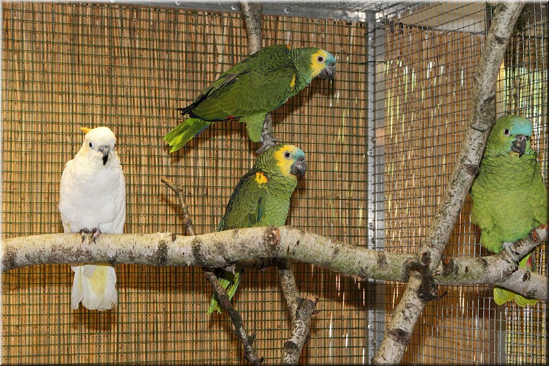 Amazonen-und-Kakadu.jpg
