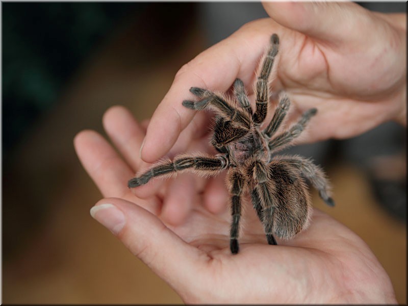 Vogelspinne.jpg