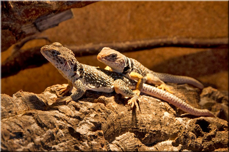 halsbandleguan_4798.jpg