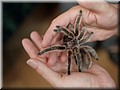 Vogelspinne.jpg