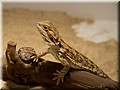 bartagame_4772.jpg