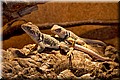 halsbandleguan_4798.jpg