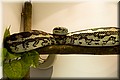 teppichpython_4787.jpg